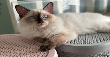 Ragdoll cats 💙 Stunning Seal Point Male - DNA Clear Parents - Advert 5
