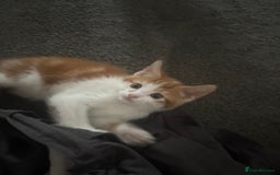 Mixed Breed cats for sale: gorgeous kittens - Image 4