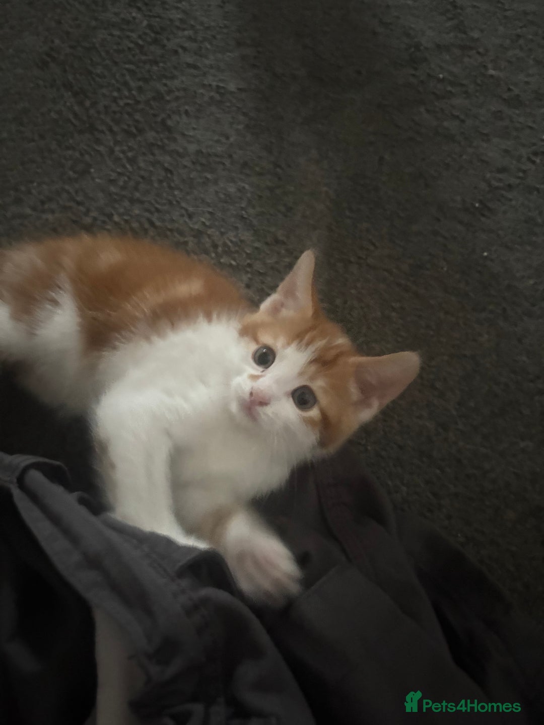 Mixed Breed cats for sale: gorgeous kittens - Image 4