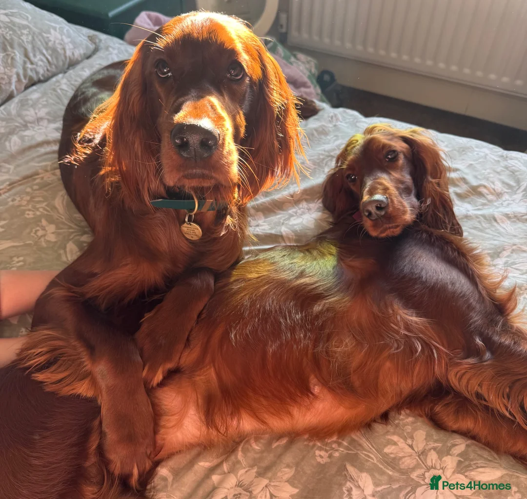 Irish Setter dogs for sale: Pair of Irish Setters in Redcar - Advert 3