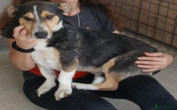 Mixed Breed dogs for adoption: Walter, 3 yrs old. Available for adoption. - Image 1