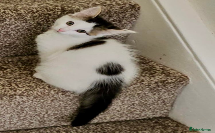 Mixed Breed cats - Advert 16
