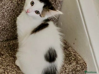 Mixed Breed cats - Advert 34