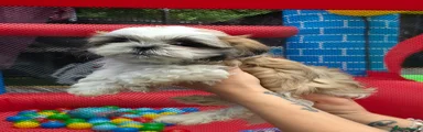 Shih Tzu Puppy 4