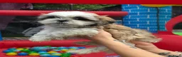 Shih Tzu dogs for sale: Beautiful shitzu for sale - Advert 9