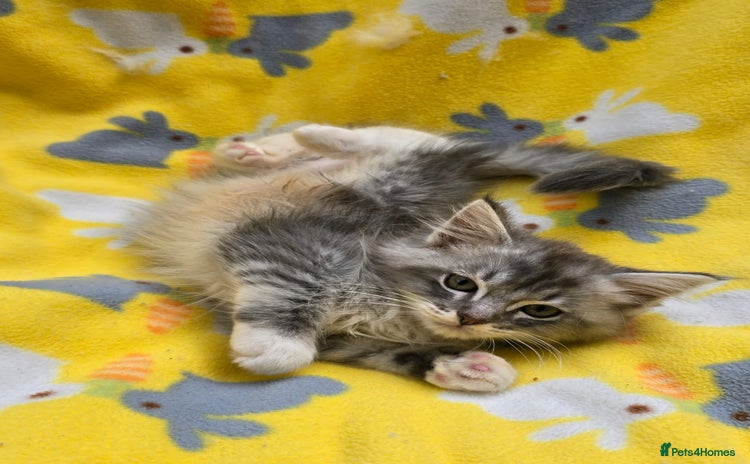 Siberian cats - Advert 5