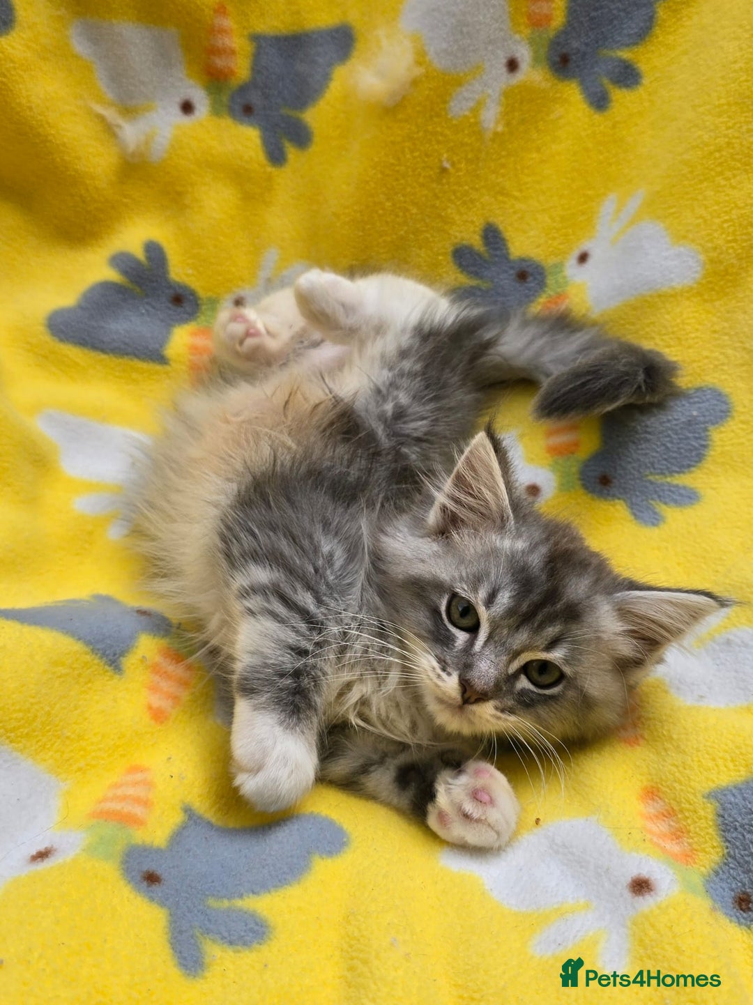 Siberian cats for sale: Siberian kittens - Image 1