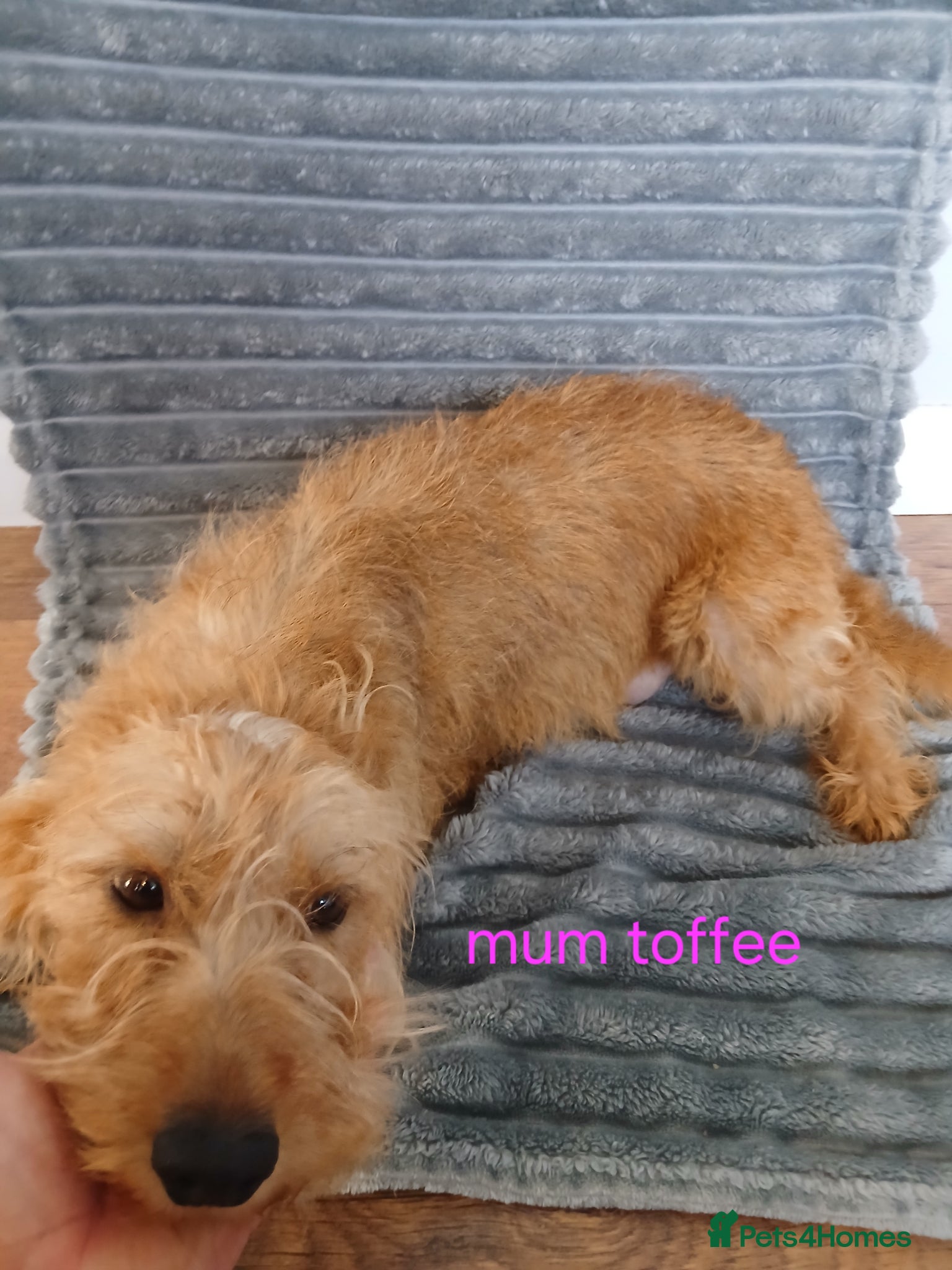 Mixed Breed dogs for sale: 8 dachshund x jack Russel puppies  in Henfield - Advert 2