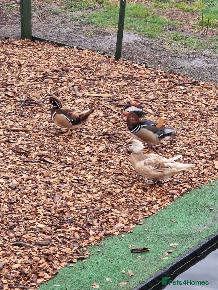 Waterfowl poultry Wood ducks - Advert 15