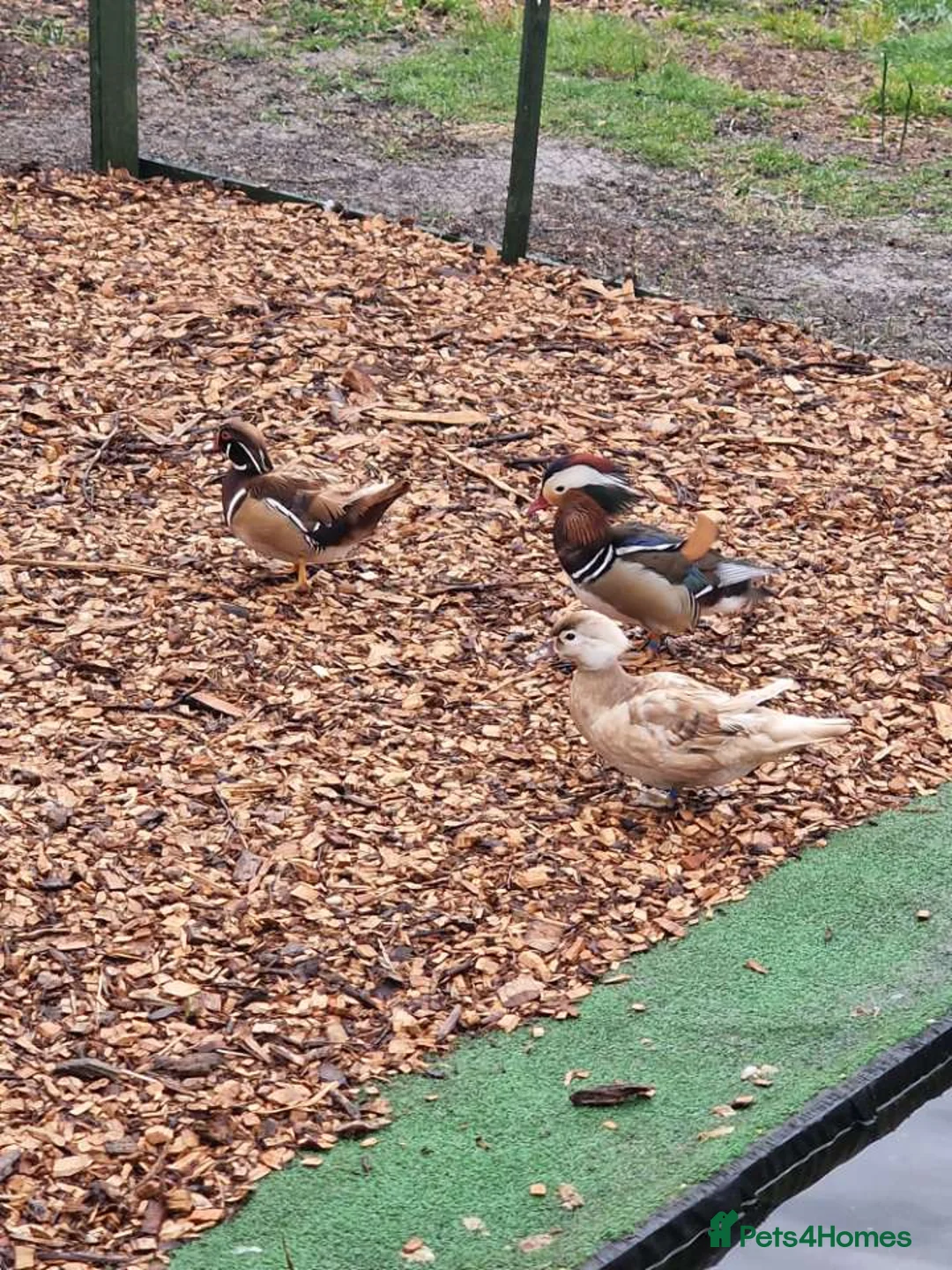 Waterfowl poultry for sale: Wood ducks - Advert 1