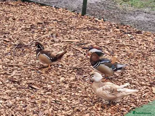 Waterfowl poultry Woodducks - Advert 1