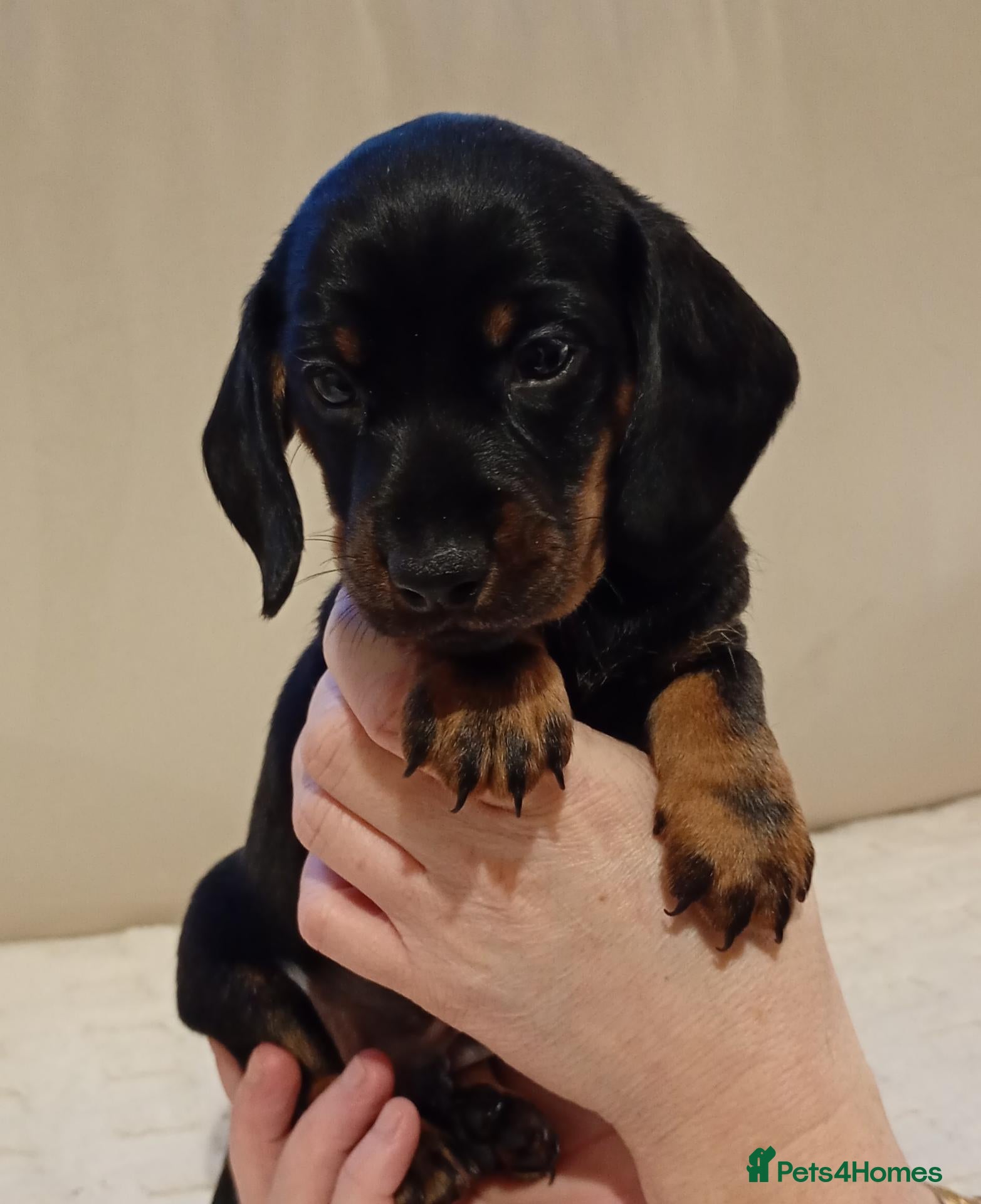 Miniature Dachshund dogs 💜 miniature dachshunds 💝 - Advert 4