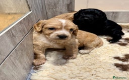 Cocker Spaniel dogs for sale: Golden KC working cocker spaniel puppies  - Image 2