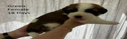 Saint Bernard dogs for sale: Pedigree St Bernard Pups in Blackwood - Advert 9