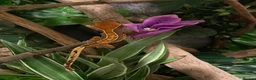 Gecko reptiles for sale: Crested Gecko Tri-Colour Partial Quad Stripe in Middlesbrough - Advert 1