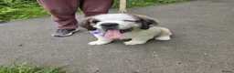 Saint Bernard dogs for sale:  Last female Saint Bernard Puppy 🐾 - Advert 2