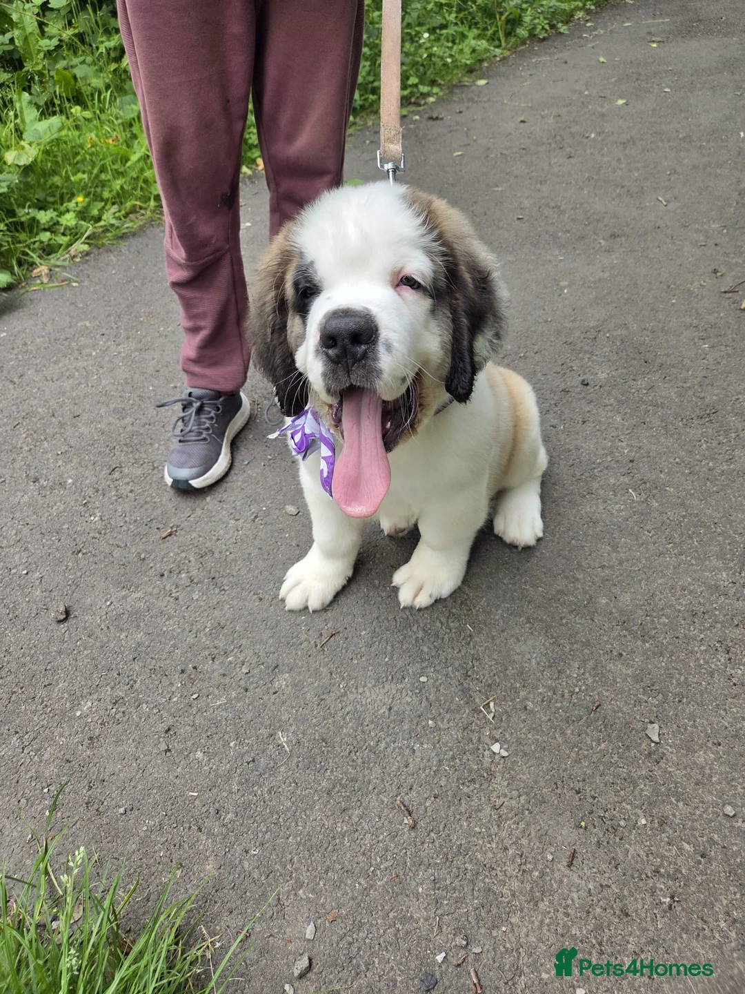 Saint Bernard dogs for sale:  Last female Saint Bernard Puppy 🐾 - Advert 2