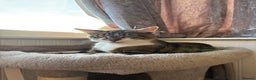 Mixed Breed cats for sale: 4 stunning Bombay X Norwegian kittens for sale - Advert 7
