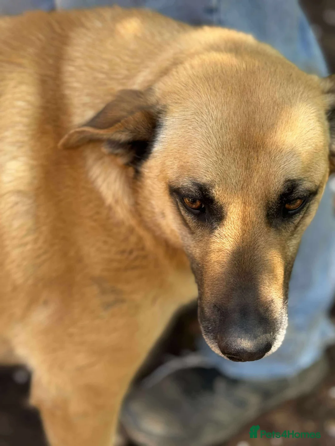 Mixed Breed dogs for adoption: Mara 💜 - Advert 9