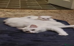 Mixed Breed cats for sale: Adorable Kittens looking for Their Forever Home - Image 13