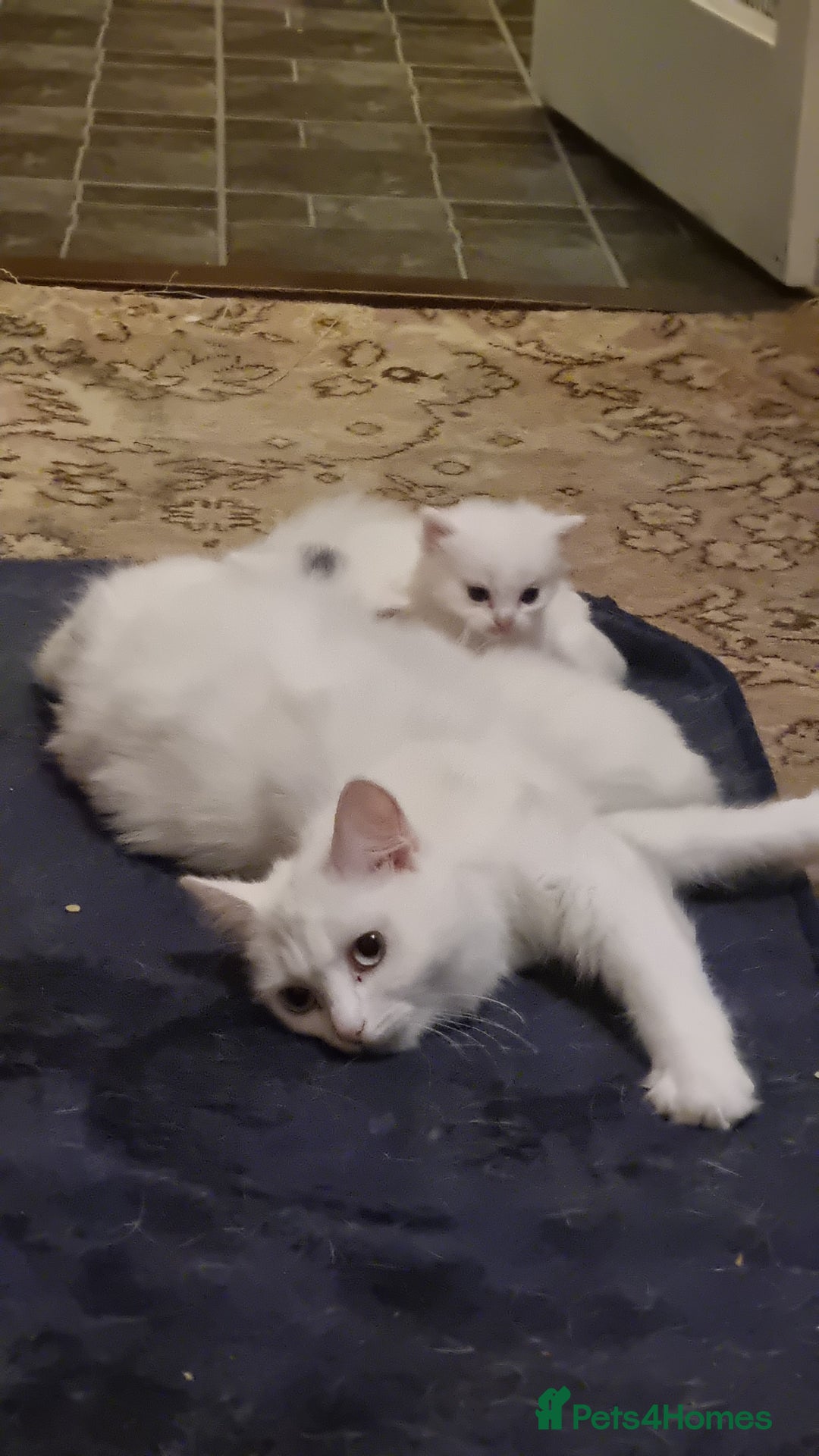 Mixed Breed cats for sale: Adorable Kittens looking for Their Forever Home - Image 13
