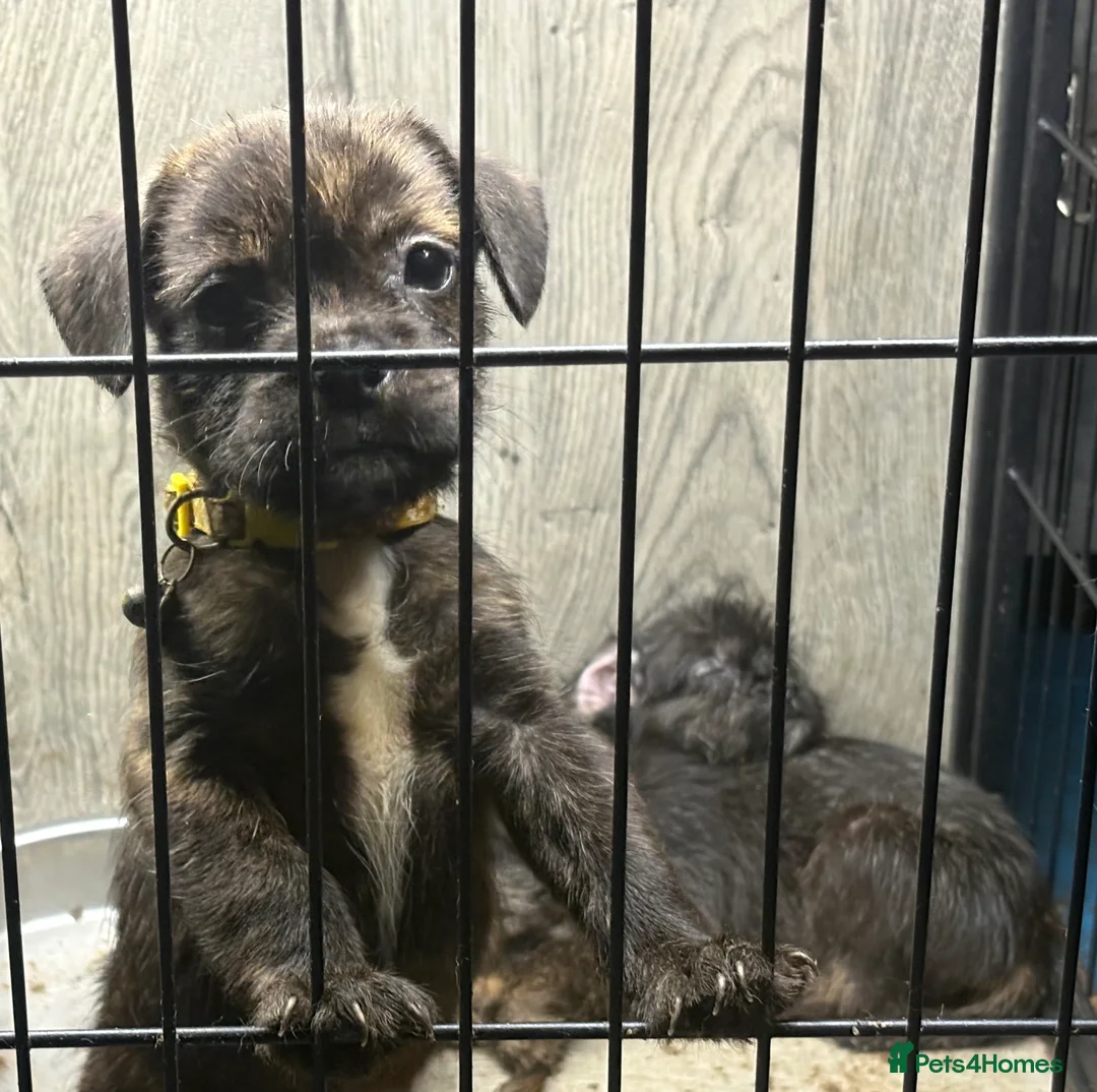 Mixed Breed dogs for sale: 1 French bulldog cross pup left  - Advert 1