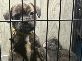 Mixed Breed dogs 5 French bulldog cross pups for sale - Advert 3