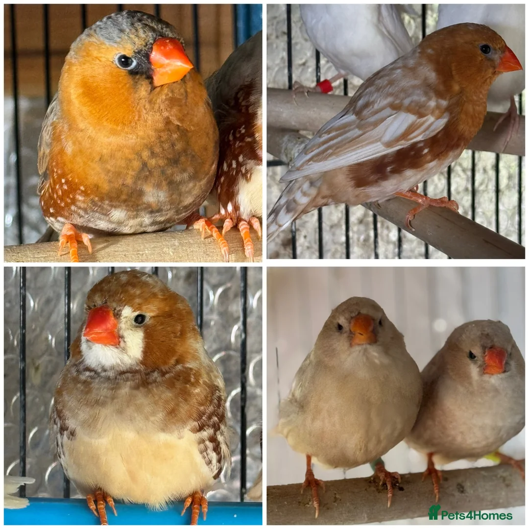 Mixed Breed birds for sale: Zebra Finches  - Advert 1