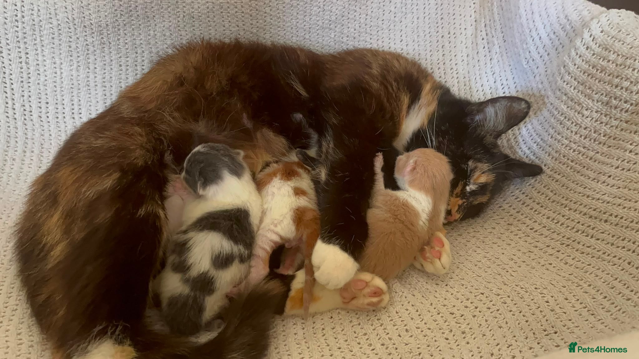 Mixed Breed cats 4 beautiful baby kittens - Advert 6