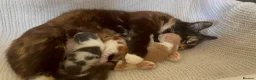 Mixed Breed cats for sale: 4 beautiful baby kittens - Advert 1
