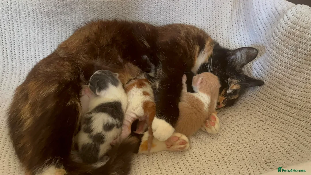 Mixed Breed cats for sale: 4 beautiful baby kittens - Advert 1
