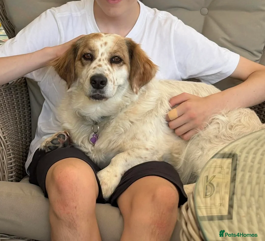 Mixed Breed dogs for adoption: BERTIE - 6 years old, Mixed Breed Boy in Beccles - Advert 1