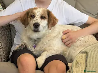 Mixed Breed dogs BERTIE - 6 years old, Mixed Breed Boy - Advert 1