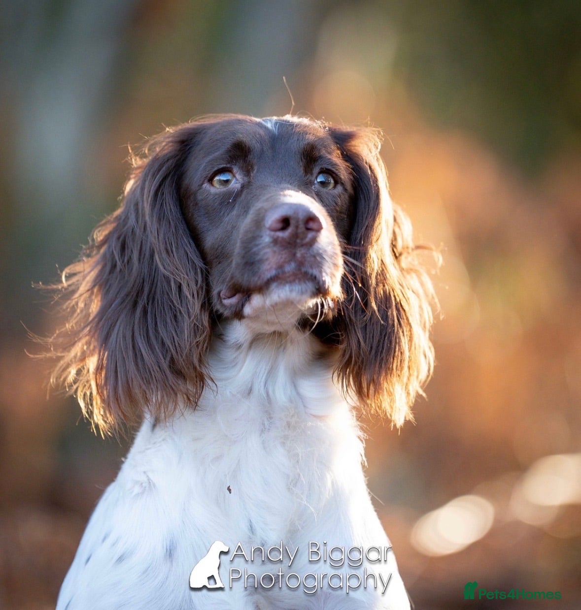 English Springer Spaniel dogs KC Working Springer Pups – FTCh Rytex Ringo - Advert 5