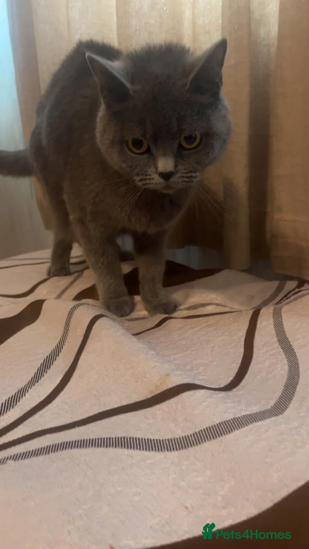 British Shorthair cats for sale: 4 BRITISH SHORT HAIR FOR SALE - Advert 1