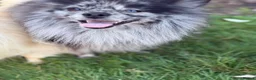 Pomeranian dogs for stud: Stunning Champion Russian Pomeranian–Black&Silver - Advert 7