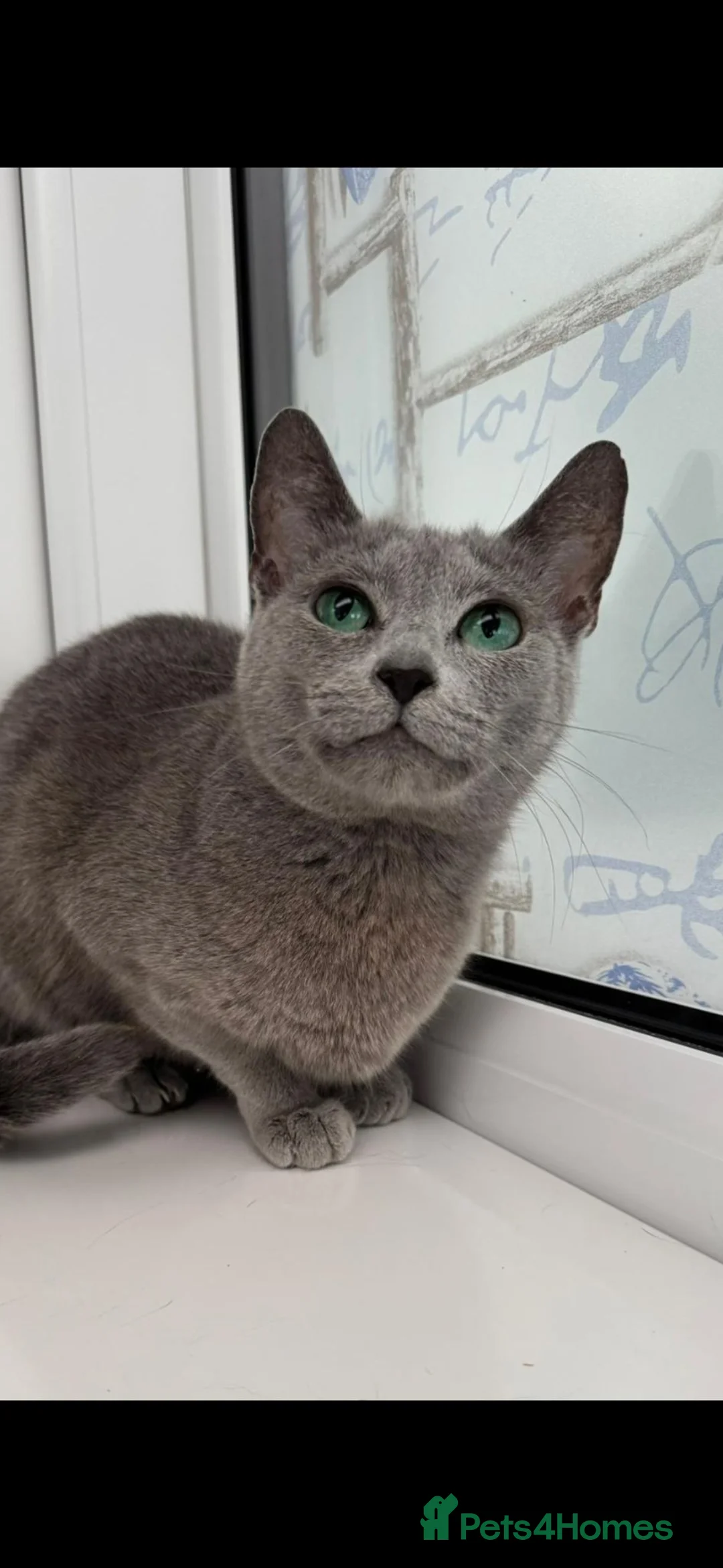 Russian Blue cats for sale: TICA registered Kitten looking for a special home in Sleaford - Advert 7