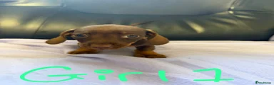 Dachshund 4