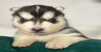 Siberian Husky dogs - Advert 4
