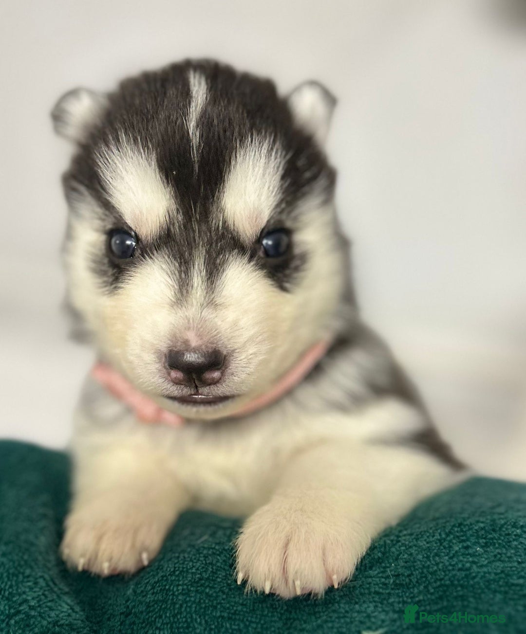 Siberian Husky dogs for sale: KC Lovingly Raised Siberian Husky Puppies - Image 3
