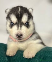 Siberian Husky dogs - Advert 4