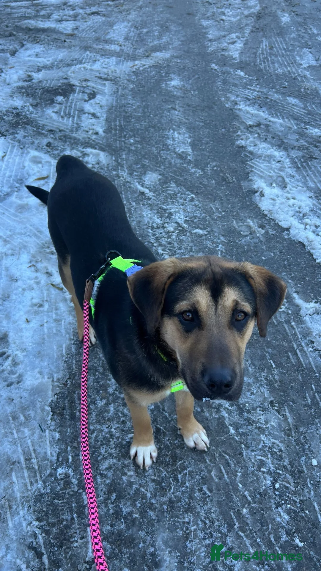 Australian Shepherd dogs for adoption: 6.5 months old Anatolian Shepherd ready to adopt! - Advert 2