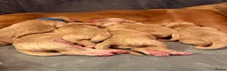 Cocker Spaniel dogs for sale: Beautiful Show Cocker Spaniel Pups  - Advert 3