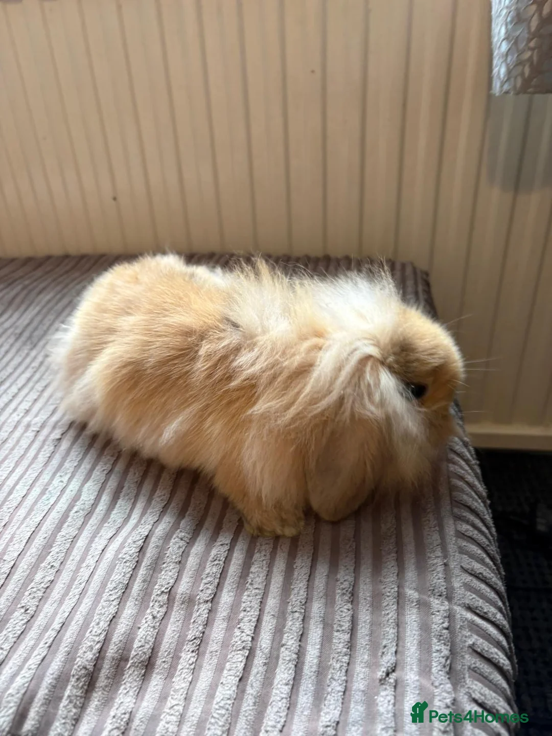 Mini Lion Lop rabbits for sale: Family raised mini lion lops - Advert 2