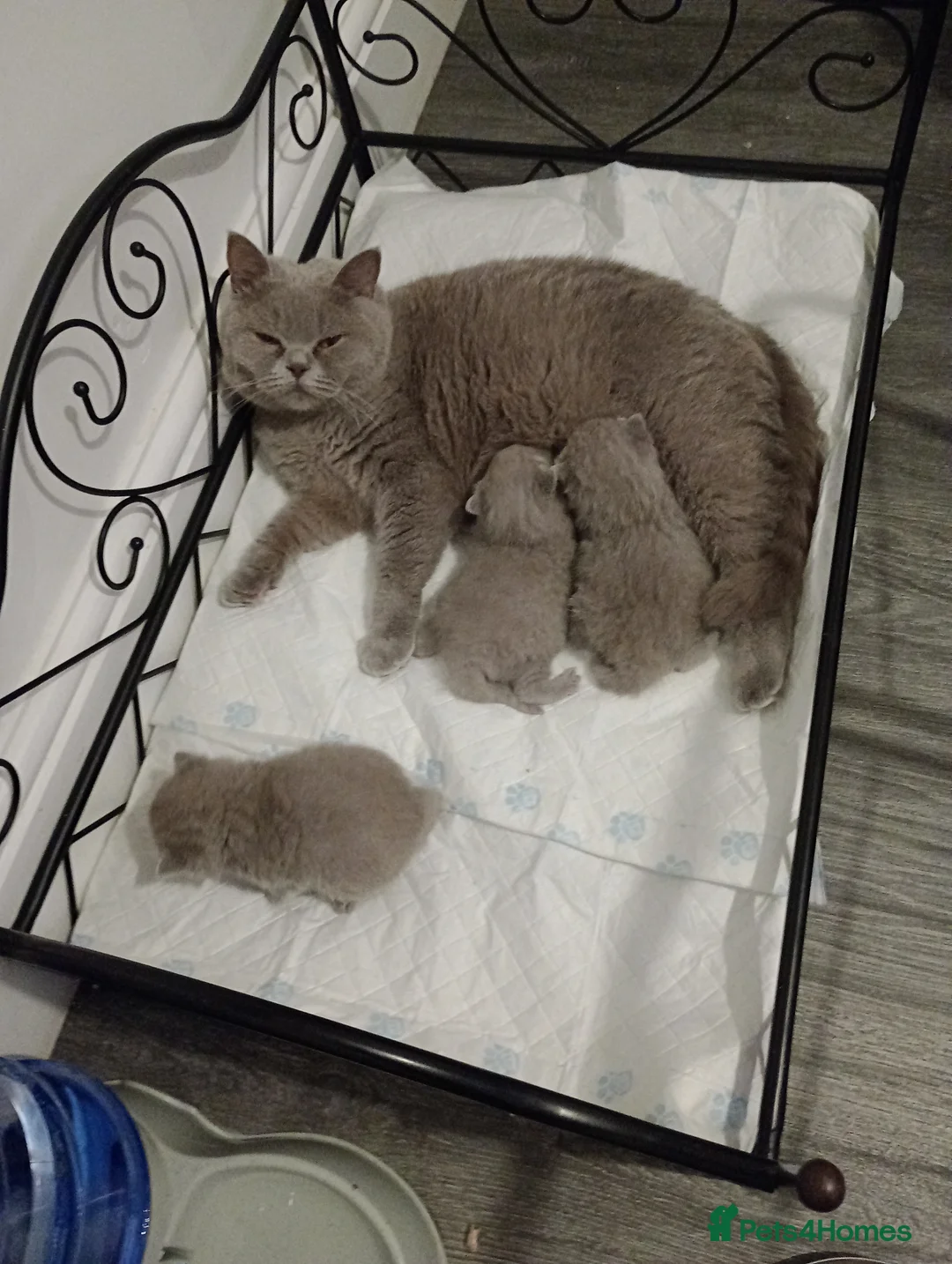 British Shorthair cats for stud: GCCF Studs Blue Lilac Blue Bi Cream Bi in Manchester - Advert 11