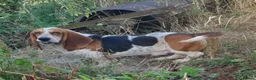 Basset Hound dogs for stud: Basset hound stud - Advert 2