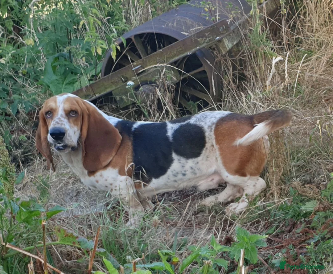 Basset Hound dogs for stud: Basset hound stud - Advert 2
