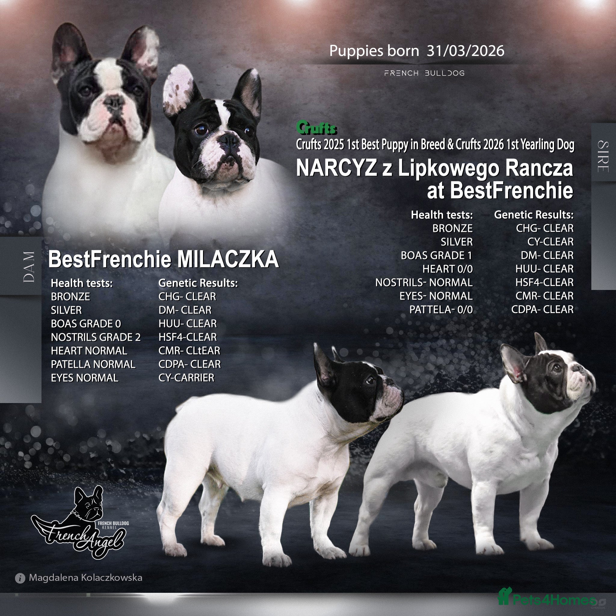 French Bulldog dogs for sale: KC fully health genetic & tested puppies - Advert 1