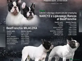 French Bulldog dogs KC fully health genetic & tested puppies - Advert 12