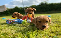 Labrador Retriever dogs for sale: Kc registered Labrador Retrievers - Image 13